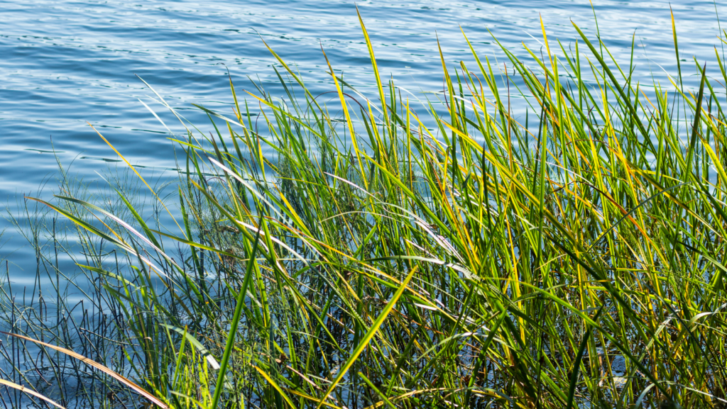 Pond Trade Magazine | Chemical-free Algae Treatment Using Ultrasonic ...