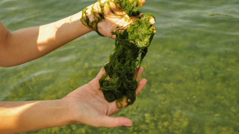 News Posts: Hydro Bioscience, the experts in algae management.