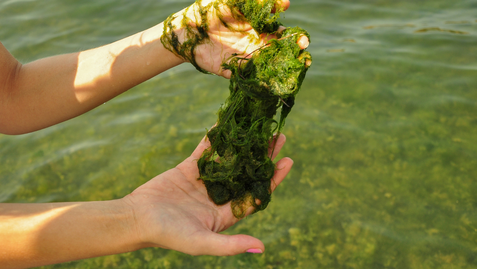 News Posts: Hydro Bioscience, the experts in algae management.