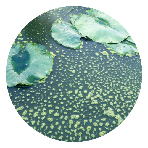 Algae in Pond | Hydro Bioscience Algae Management and Water Quality Monitoring Products